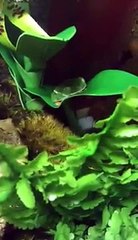 Red Eyed Tree Frog Vivarium