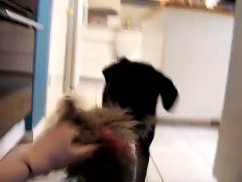 Puppies 2