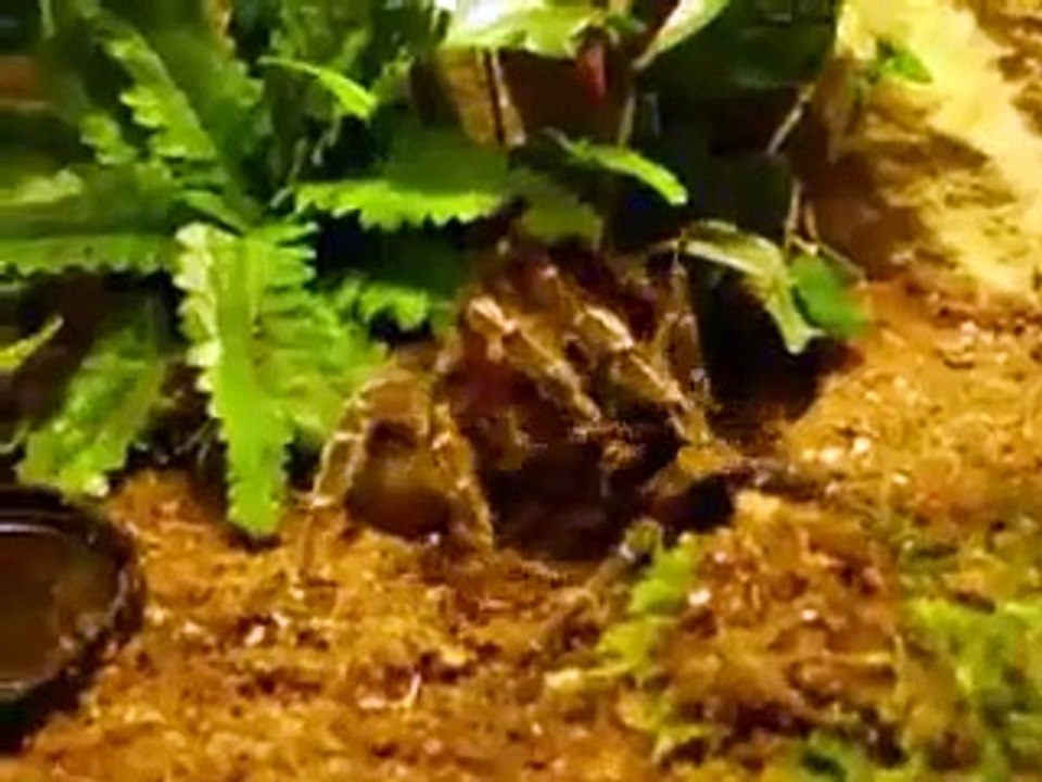 Tarantula sex