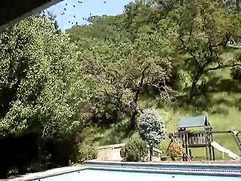 Swarming Bees