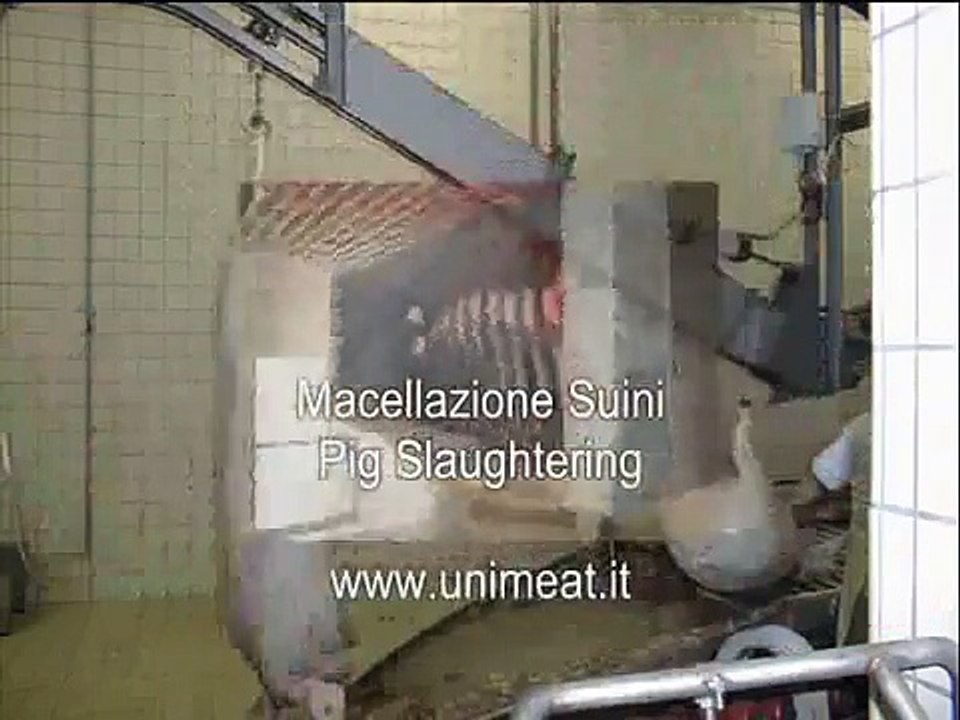MACELLAZIONE SUINI_Grande produzione.wmv