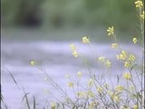 Birds - Slow motion video