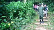 Mountain gorilla Mubare group Bwindi impenetrable forest, Uganda