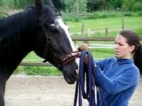 Horse head-shaking syndrome