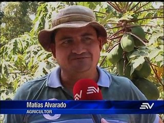 Plaga caracol africano afecta el agro