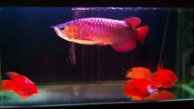 Super red Arowana with red parrots
