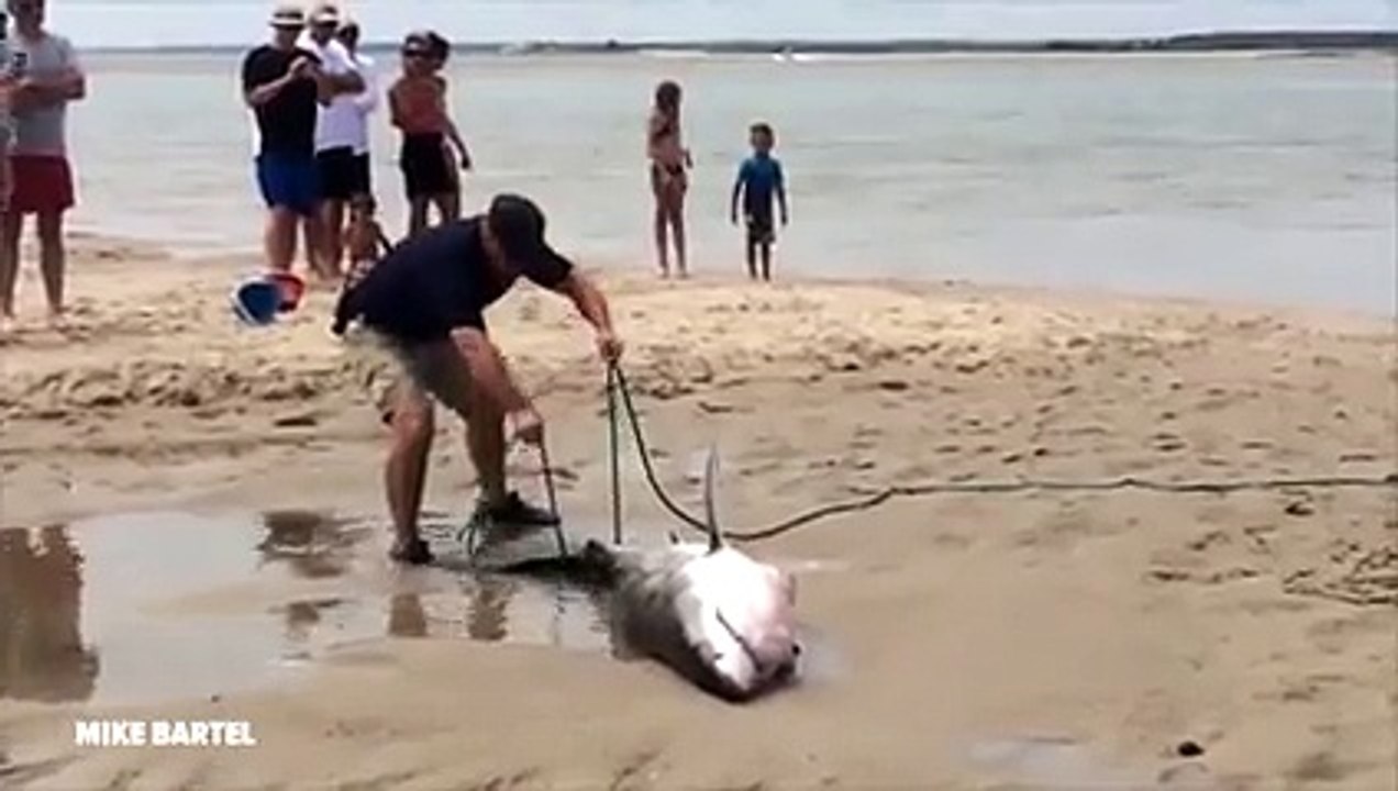 TO THE RESCUE