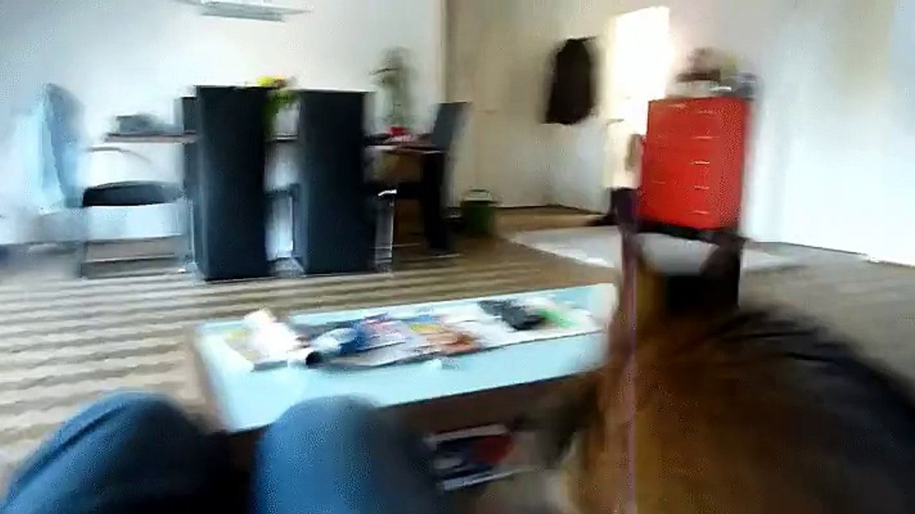 dogcat transition