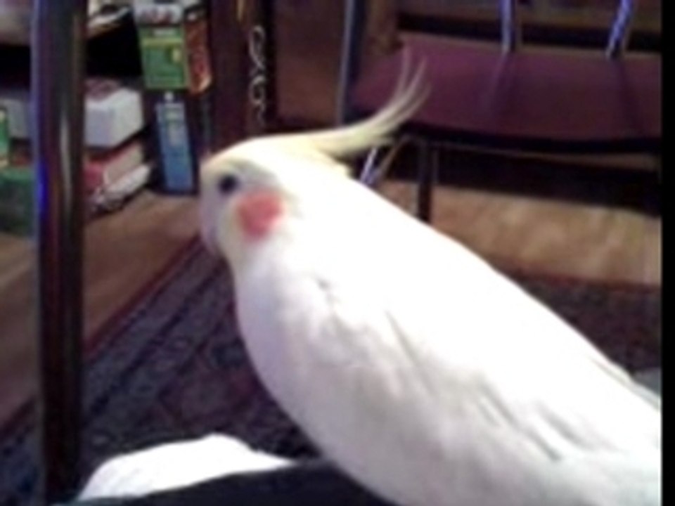 Mon calopsite qui chante