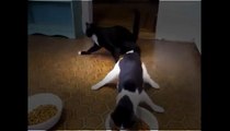 Funny Cats Video Compilation 2013 -  Приколы Кошки Видео Смотреть Онлайн
