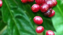 Fair Trade Coffee Videographic