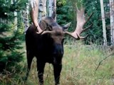 Archery Elk Hunting Bull Moose Encounter Chris Wheeler and Ken Barentsen