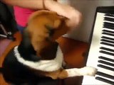 [funny dog videos try not to laugh] In the future, dogs !! you with feats of pianist ! Surprise