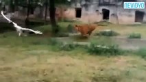 Stork Attacked To Tigers - Leylek Kaplanlara Kafa Tuttu