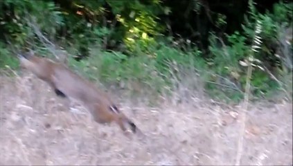 Bobcat (Lynx rufus californicus) pounces after prey