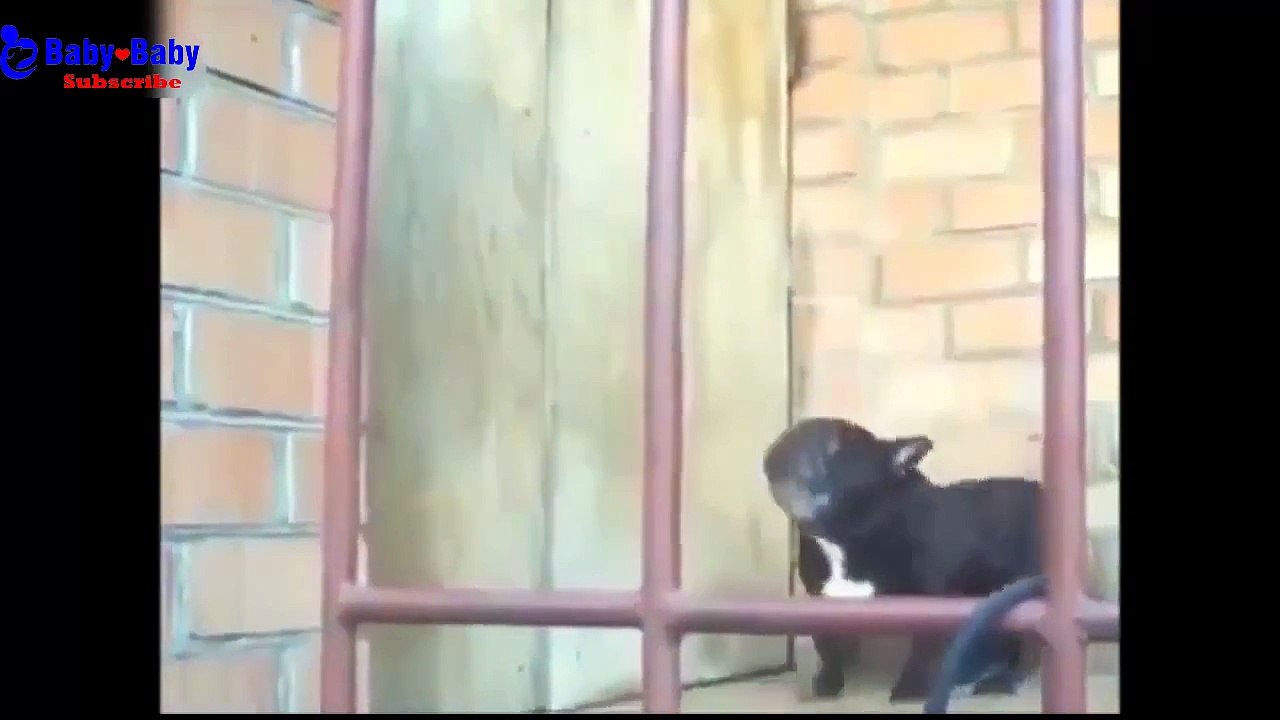 dogs - funny video dog ❤❤