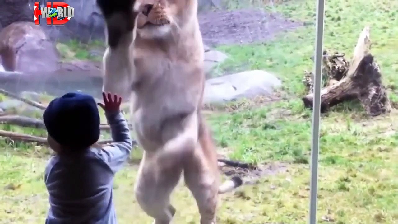 when animals attack at the zoo