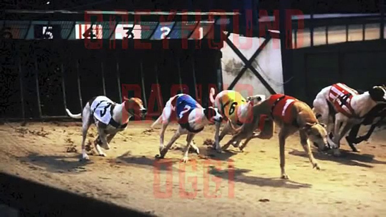 Greyhound Racing, oggi.