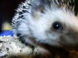 Hedgehog huffing and puffing