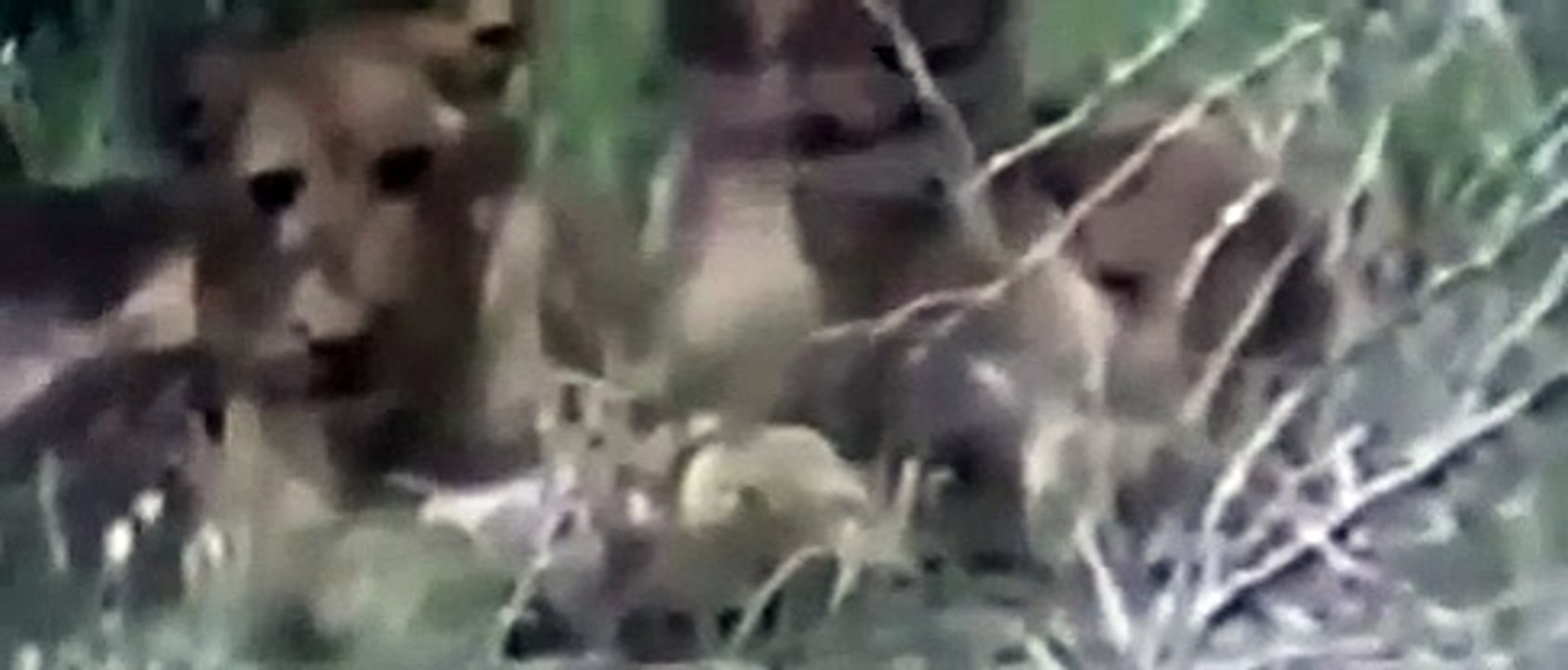 Lions Documentaries - Real Confrontattion Lions vs Hyenas National Geographic - Animal Documentarie