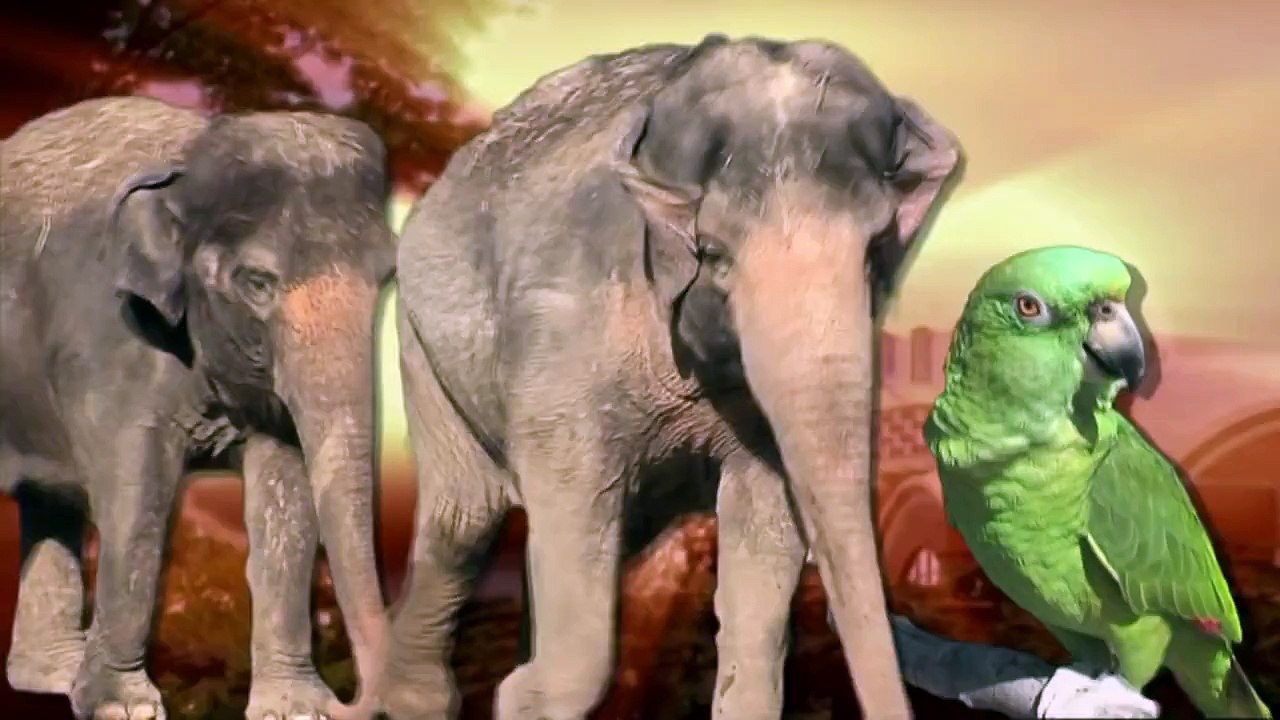 Baby Gorilla Kamina Moves in With Other Gorillas - Cincinnati Zoo