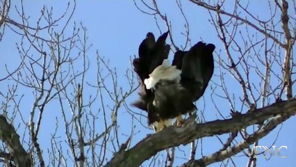 Amazing Animal Mating On Sky ★ Funny Child Chanel