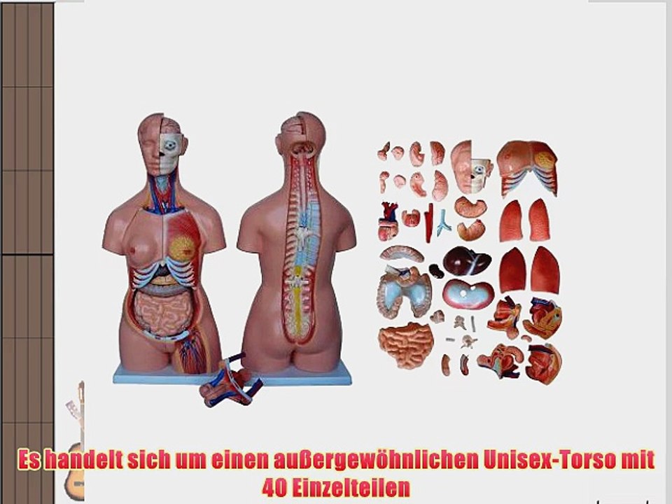 66fit Torso 40 Einzelteile 85 cm XC-208