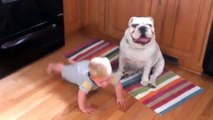 Bulldog Kissing Baby Very Cute HD