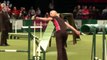 Agility | Individual Events | Crufts 2014