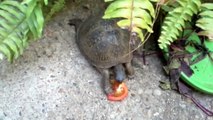 Box turtles eating tomato