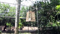 Trip Farm  Red-Whiskered Bulbul Birds, and watch wild monkey Songkhla, Thailand. C03D