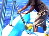 fishing in bayahibe- blue shark dominican republic . Pesca en Bayahibe