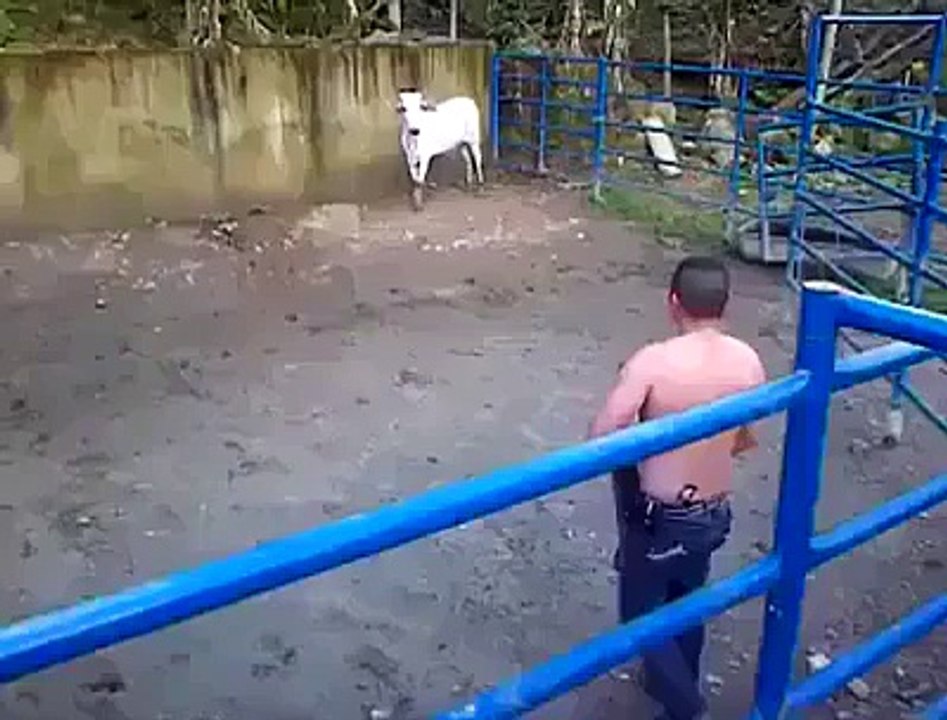 Playing with Cow Gone Wrong