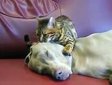 Un chat hypnotise un pitbull en lui massant la tête - Trop mignon