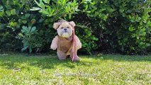 Chien déguisé en Ewok plus vrai que nature!