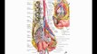 Female Anatomy: the Functions of the Female Organs