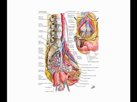 Female Anatomy: the Functions of the Female Organs