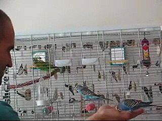 Banco the budgie and his two friends