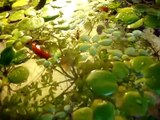 Plantas flotantes acuario