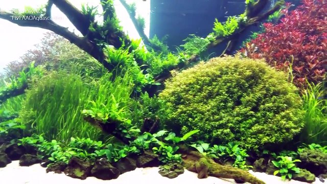 Grand Opening - Forests Underwater by Takashi Amano (Lisbon Oceanarium)