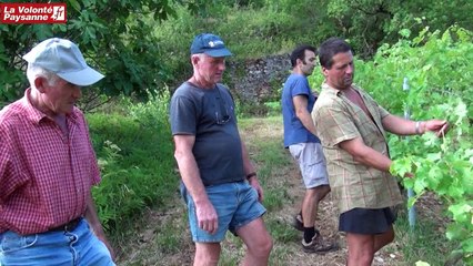 Orages à Salle-la-Source : vigne et avoine ont souffert