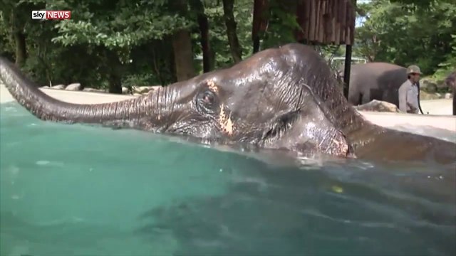 Japanese zoo allow you to watch elephants swim in giant glass pool