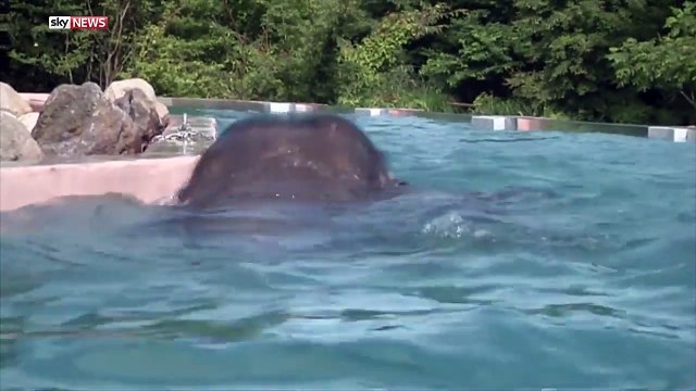 Ce zoo japonais vous permet de voir des éléphants nager dans un bassin transparent