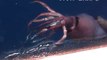 Russian scientists were able to videotape the giant squid