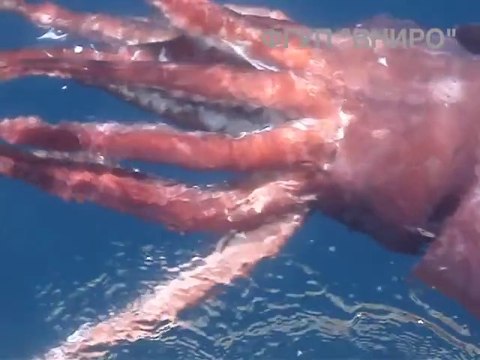 Des scientifiques russes filment un calmar géant impressionnant