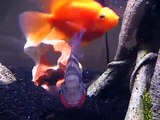 75 Gallon Tank - Firemouth Cichlid Aggression