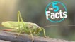 Top 5 Facts About Eating Bugs