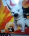 DVD-обзор на мультфильм от Walt Disney Home Internetinal - Bolt (Вольт)