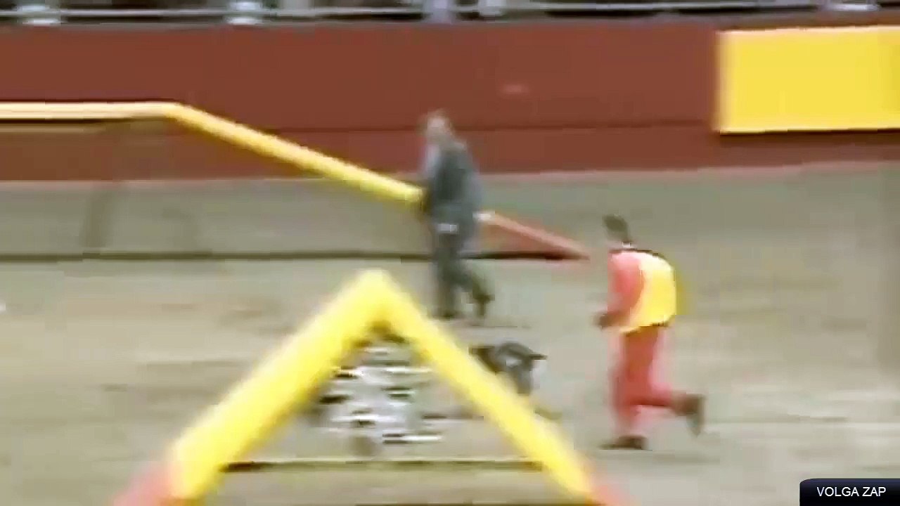 dog parkour