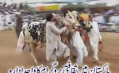 jalsa saien muhammadi mureed chakwal 2015 part 19